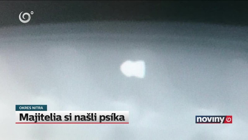 Majitelia si našli psíka