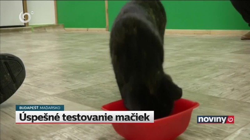 Úspešné testovanie mačiek