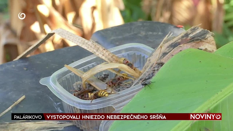VYSTOPOVALI HNIEZDO NEBEZPEČNÉHO SRŠŇA