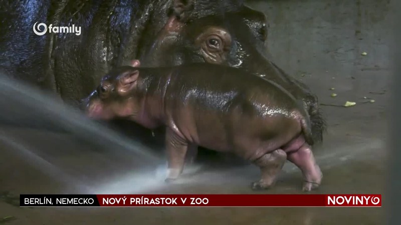 NOVÝ PRÍRASTOK V ZOO