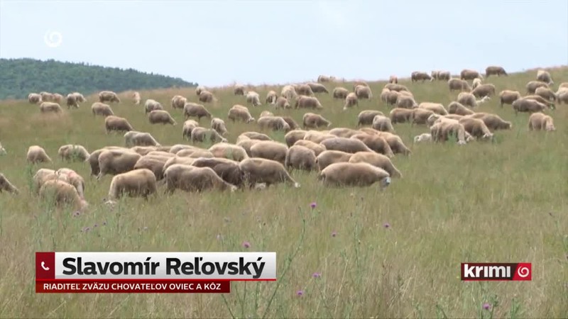 Zmizli ovce