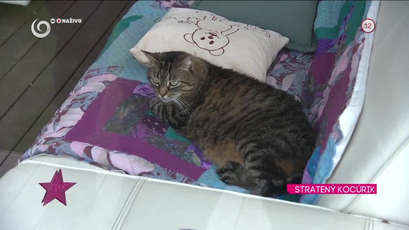 Sisa Lelkes a jej stratený kocúr