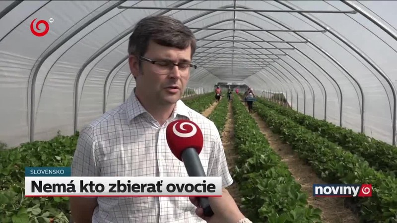 Nemá kto zbierať ovocie