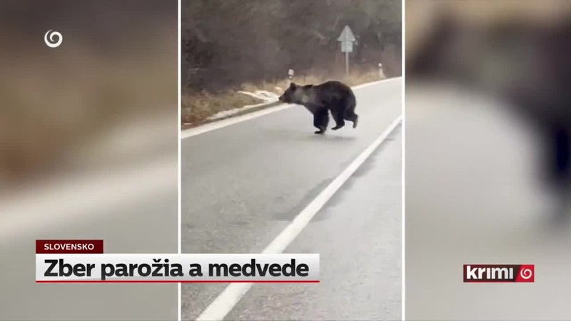 Zber parožia a medvede