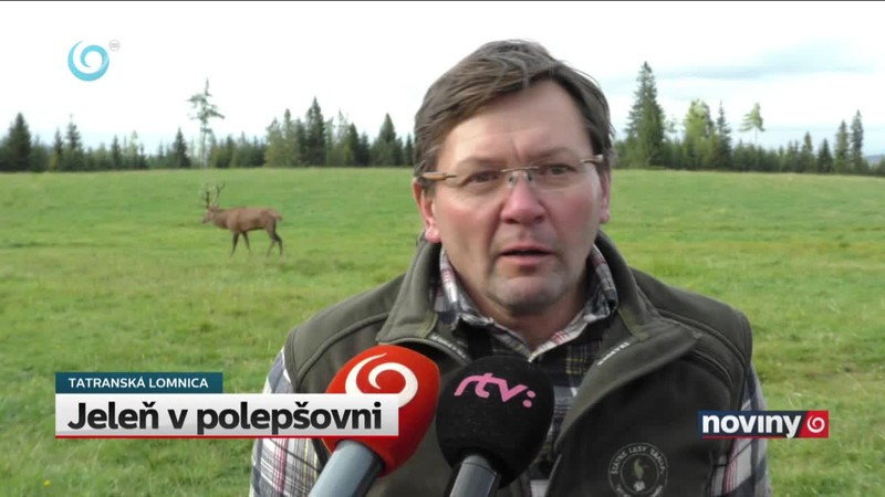 Jeleň v polepšovni