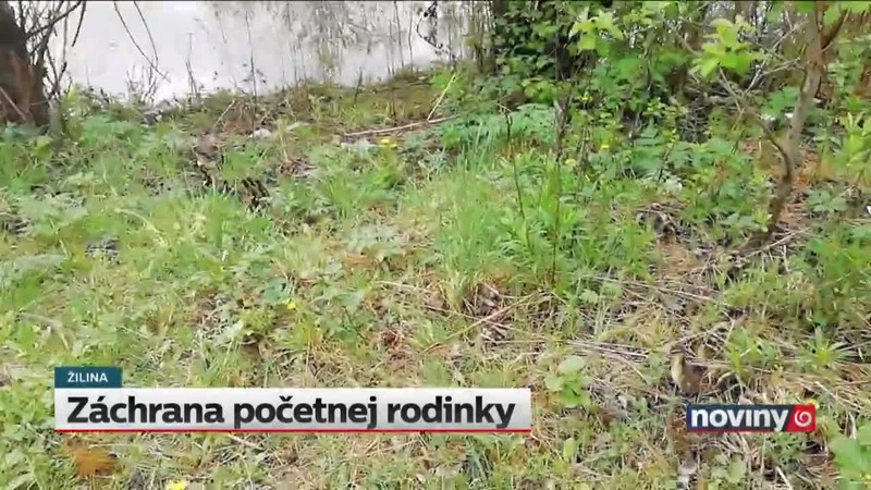 Záchrana početnej rodinky