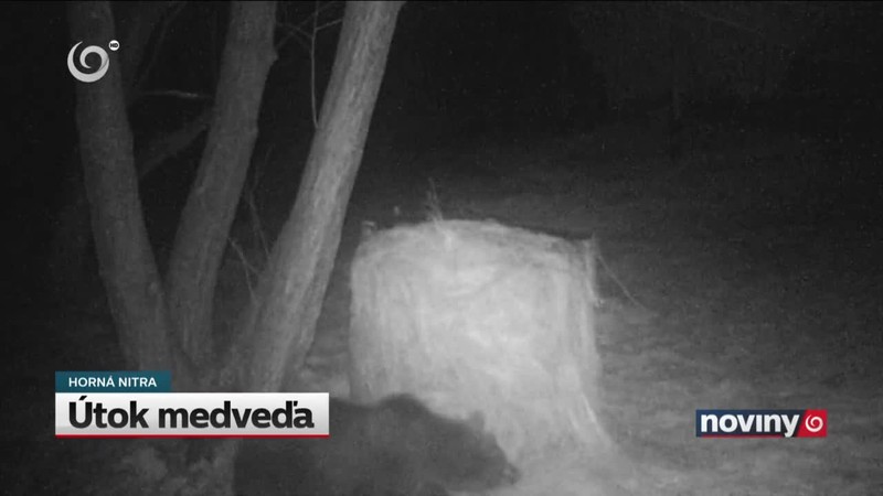 Útok medveďa
