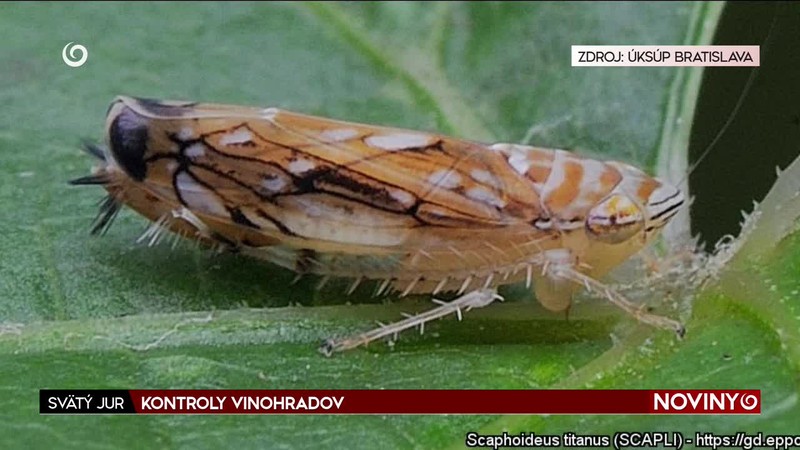 KONTROLY VINOHRADOV