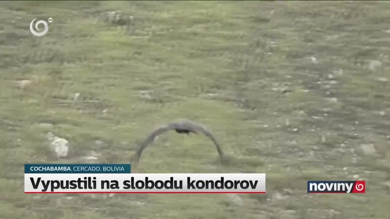 Vypustili na slobodu kondorov