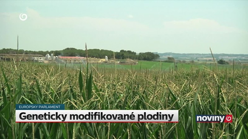 Geneticky modifikované plodiny