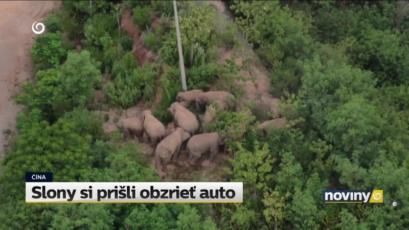 Slony si prišli obzrieť auto