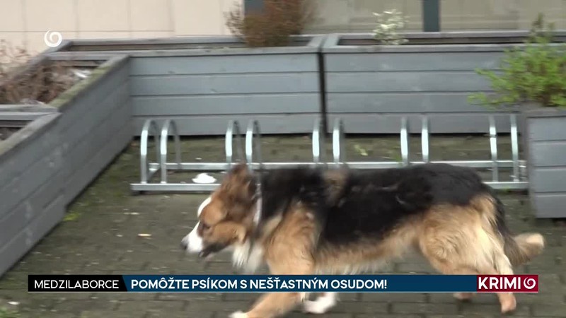 POMÔŽTE PSÍKOM S NEŠŤASTNÝM OSUDOM!