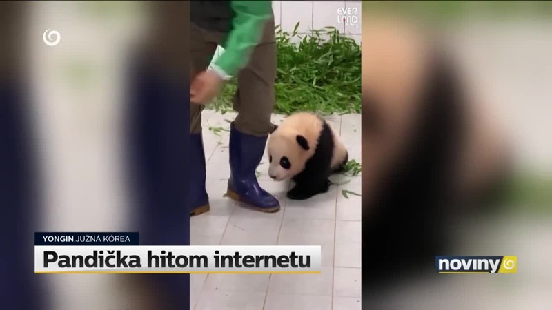 Pandička hitom internetu