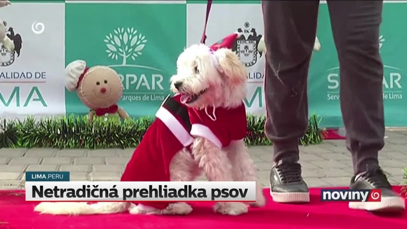 Netradičná prehliadka psov
