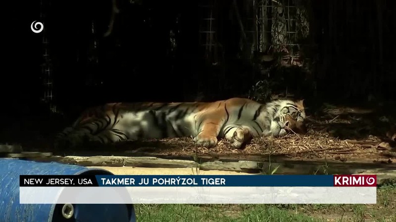 TAKMER JU POHRÝZOL TIGER