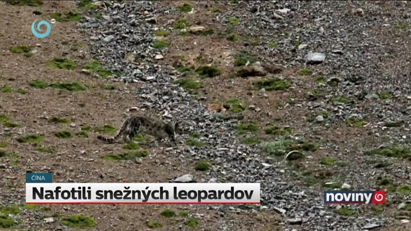 Nafotili snežných leopardov