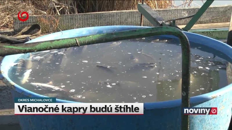 Vianočné kapry budú štíhle