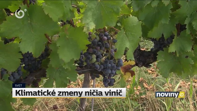 Klimatické zmeny ničia vinič