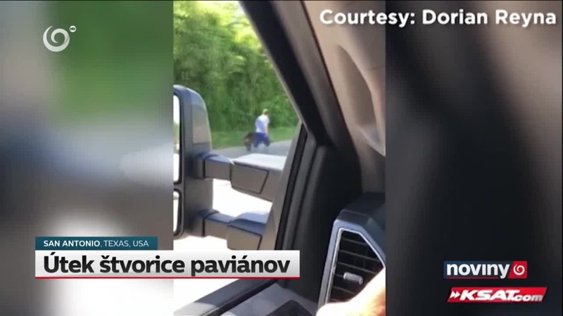 Útek štvorice paviánov