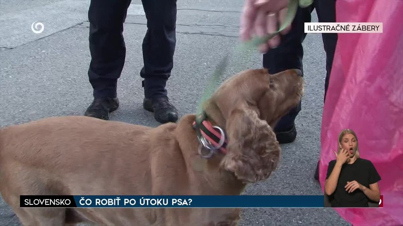 ČO ROBIŤ PO ÚTOKU PSA?