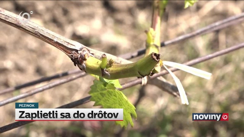 Zaplietli sa do drôtov