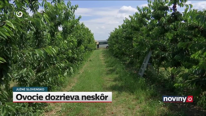 Ovocie dozrieva neskôr