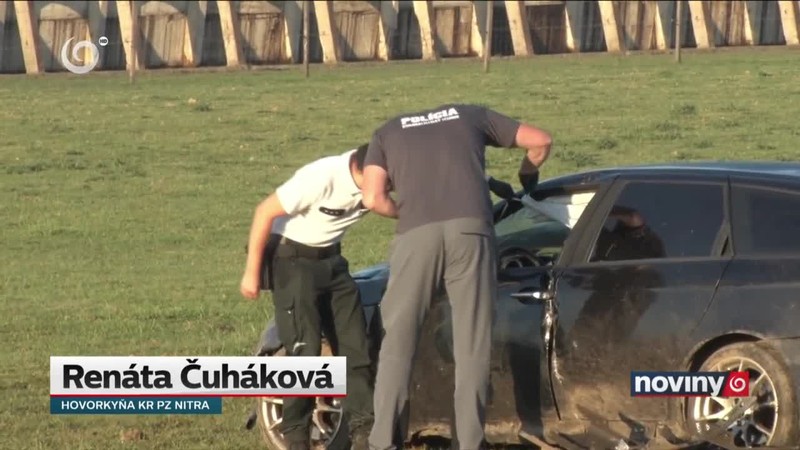 Auto medzi kravami