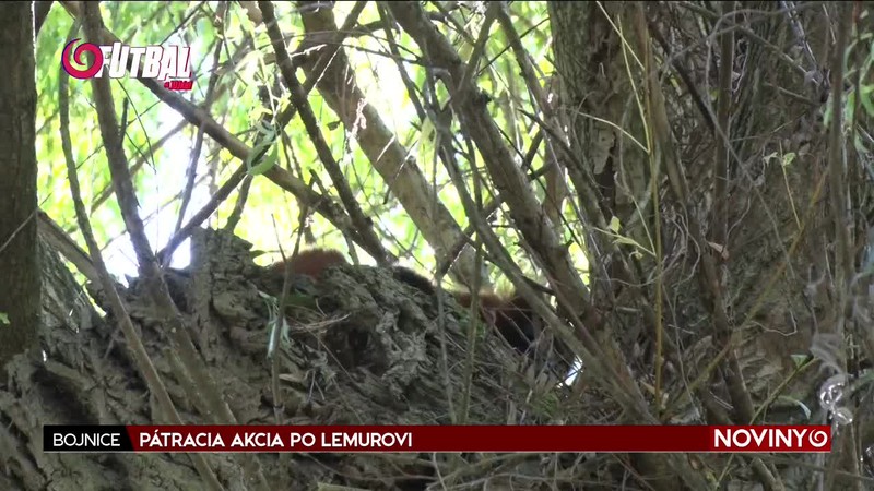PÁTRACIA AKCIA PO LEMUROVI