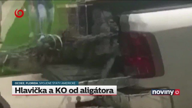 Hlavička a KO od aligátora