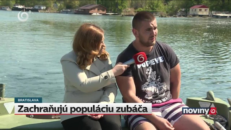 Zachraňujú populáciu zubáča