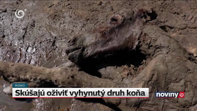 Skúšajú oživiť vyhynutý druh koňa