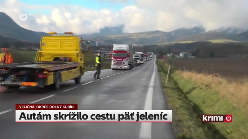 Autám skrížilo cestu päť jeleníc