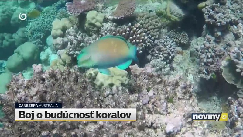 Boj o budúcnosť koralov