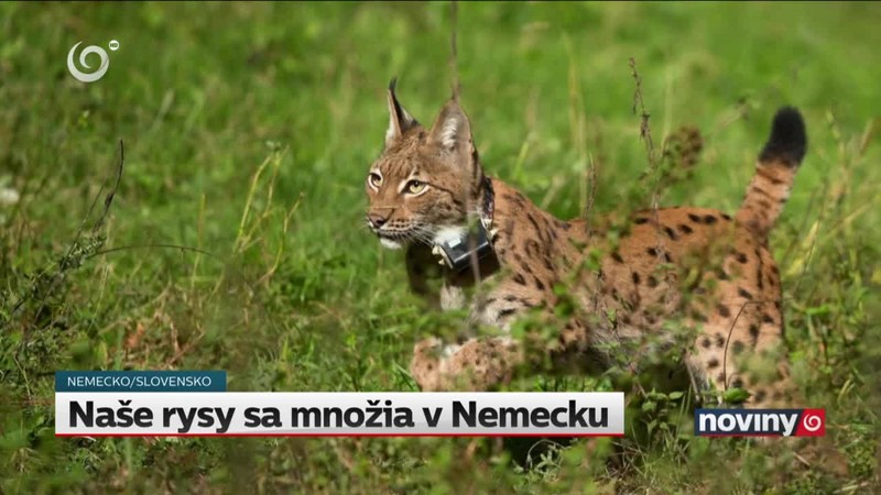 Naše rysy sa množia v Nemecku