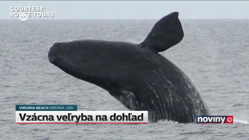 Vzácna veľryba na dohľad