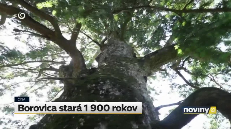 Borovica stará 1 900 rokov
