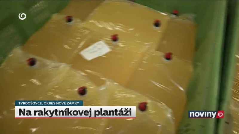 Na rakytníkovej plantáži