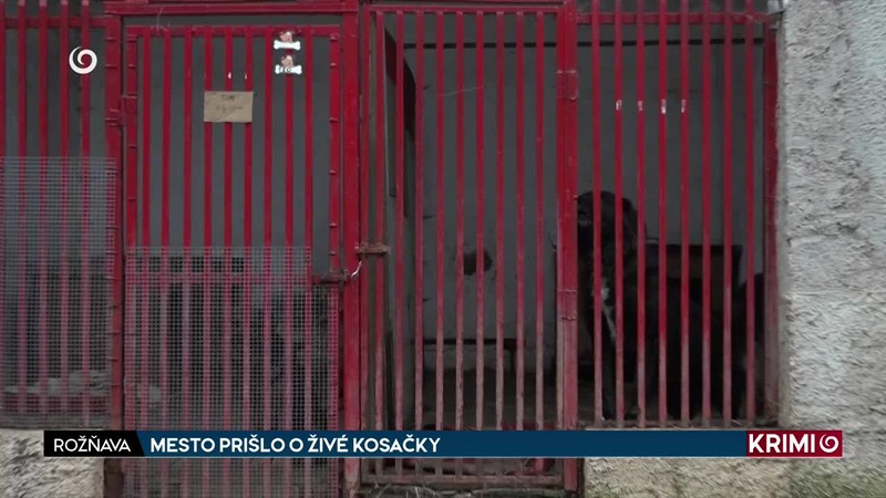 MESTO PRIŠLO O ŽIVÉ KOSAČKY
