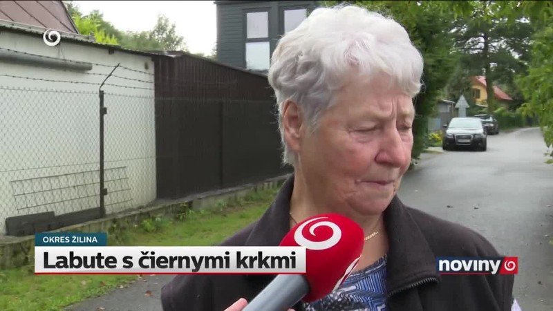 Labute s čiernymi krkmi