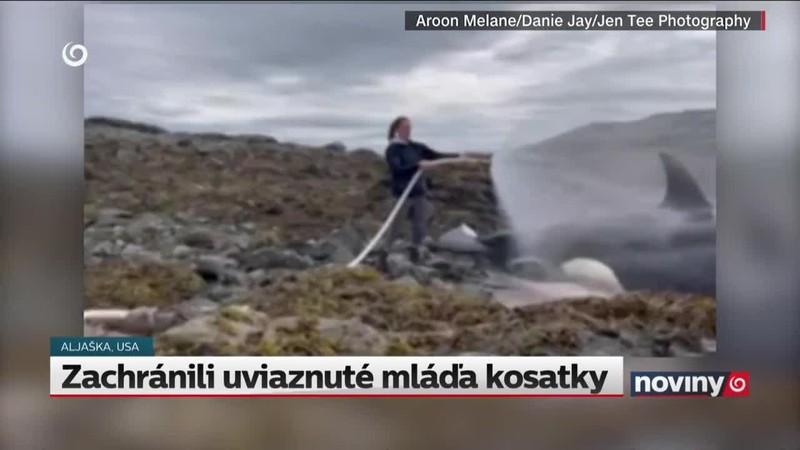 Zachránili uviaznuté mláďa kosatky