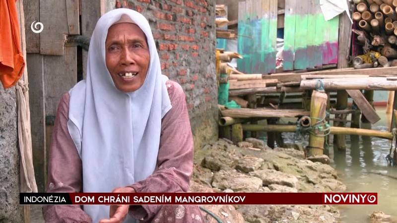 DOM CHRÁNI SADENÍM MANGROVNÍKOV