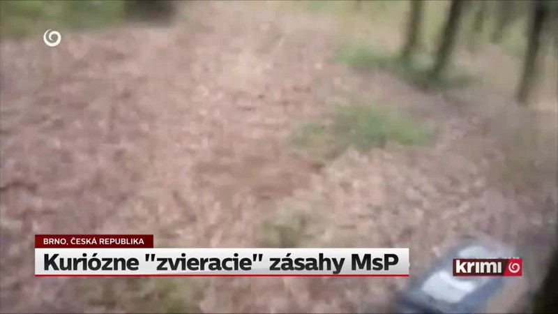 Kuriózne "zvieracie" zásahy MsP