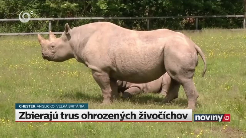 Zbierajú trus ohrozených živočíchov