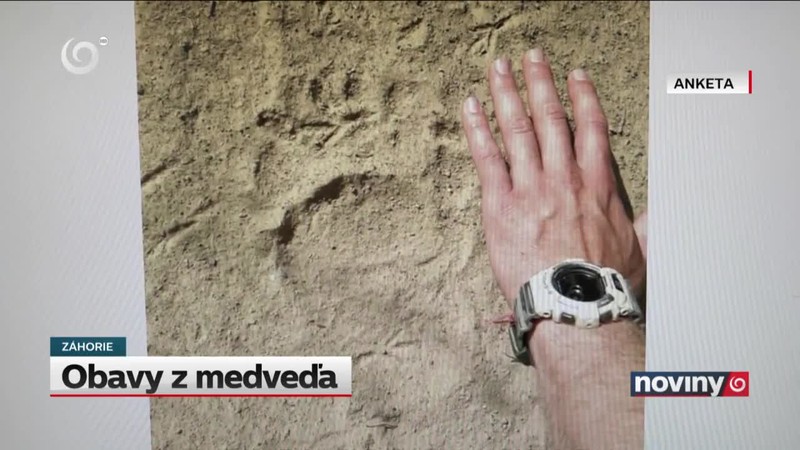 Obavy z medveďa