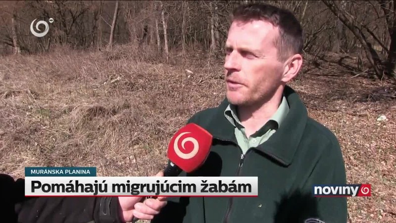 Pomáhajú migrujúcim žabám