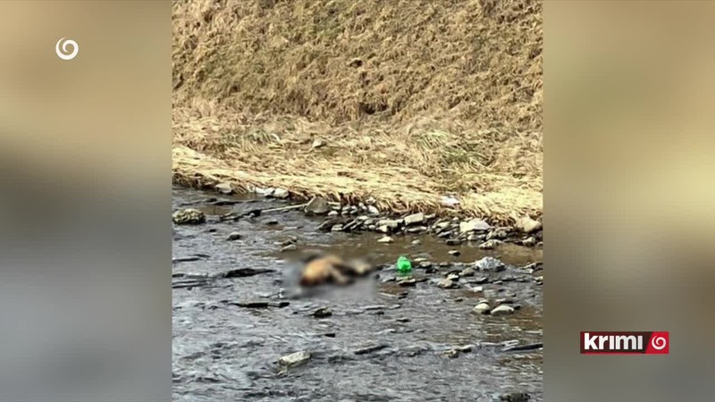 V rieke našli mŕtvych psíkov