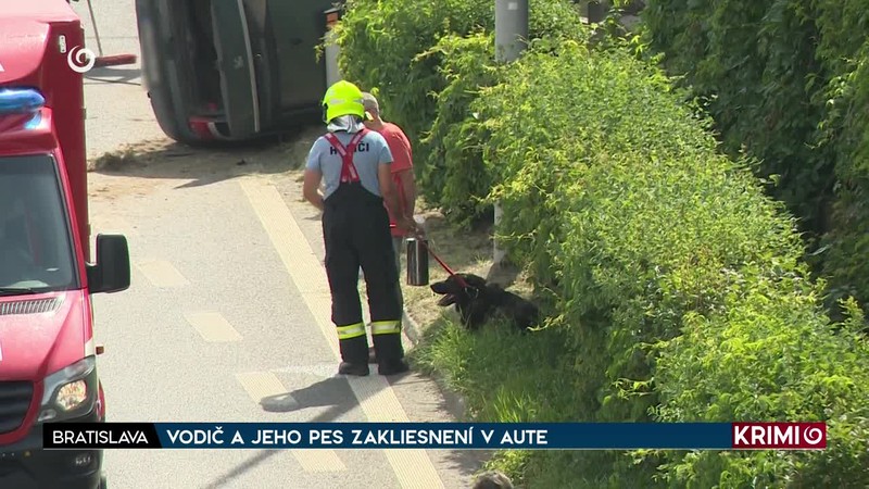 VODIČ A JEHO PES ZAKLIESNENÍ V AUTE