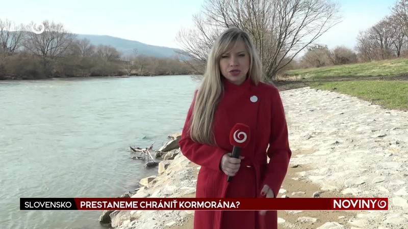 PRESTANEME CHRÁNIŤ KORMORÁNA?