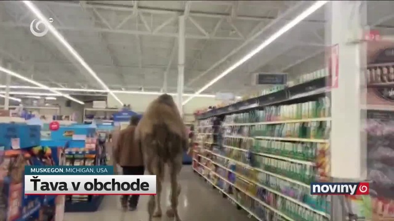Ťava v obchode
