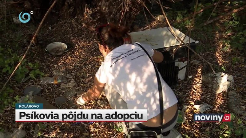 Psíkovia pôjdu na adopciu